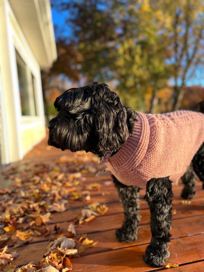 Sheba in pink sweater