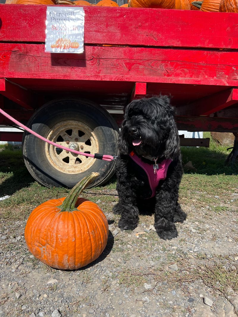 Sheba at pumpkin patch